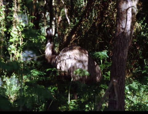 australia - emu.jpg